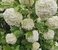 Viburnum opulus 'Roseum' - Gelderse roos 'Roseum' - 1
