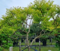 Rhus typhina 'Tiger Eyes' - Fluweelboom - Afbeelding 3