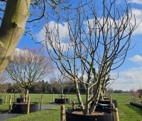 Ficus carica - Vijg - solitair febr 2025 op kwekerij THB in Apeldoorn