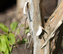 Heptacodium