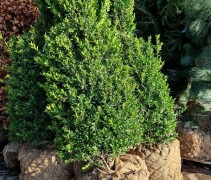 Ilex max. Kanehirae