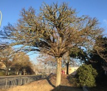 Robinia pseudoacacia 'Umbraculifera'