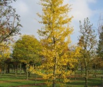Ginkgo biloba jonge boom in de herfst