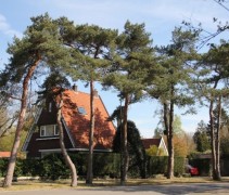 Pinus Sylvestris