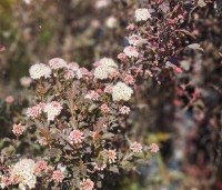 Physocarpus opulifolius 'Tiny Wine' - Blaasspiraea 'Tiny Wine' - 1