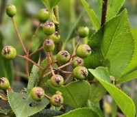 Aronia melanocarpa 'Hugin' - Appelbes  'Hugin' - 1