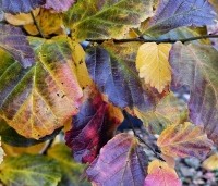 Parrotia persica 'Cherry Tips' - Perzisch IJzerhout 'Cherry Tips' - 5