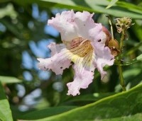 Chitalpa tashkentensis 'Pink Dawn' - Chitalpa - 9