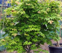 Acer palmatum Osakazuki