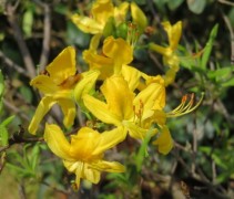 Rhododendron luteum 