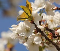 Witte reuzen sierkers, meerstammig met bloesem