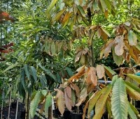 Castanea sativa - Tamme kastanje  - ziektebeeld bij uitval in de zomer