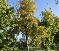 Carpinus betulus 'Pendula' - Treur haagbeuk - 7