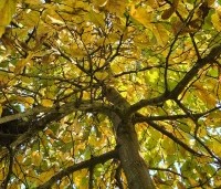 Carpinus betulus 'Pendula' - Treur haagbeuk - 8