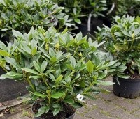 Rhododendron 'Cunningham's White' - Rododendron - 40-50 cm C7,5