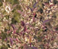 Ligustrum ovalifolium - Haagliguster - herfstverkleuring