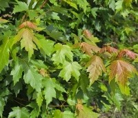 Acer x freemanii 'Autumn Blaze' - Acer x freemanii 'Autumn Blaze' (Jeffersred) - 1