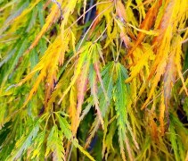 Acer palmatum 'Dissectum'