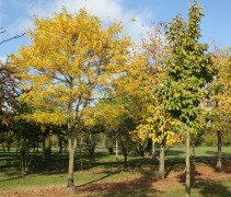Gleditsia triacanthos 'Skyline' / Valse Christusdoorn 'Skyline' in najaar