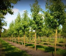 Liquidambar styraciflua Worplesdon boomkwekerij te Apeldoorn, Gelderland
