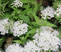 spiraea japonica albiflora