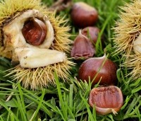 Castanea sativa 'Lyon' - Castanea sativa 'Lyon' - 3
