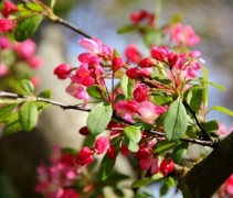 Sierappel, hoogstam boom in bloei