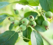 Sierappel 'Red Sentinel', hoogstam boom, vruchten in begin fase