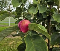 Magnolia 'Black Tulip' - Magnolia 'Black Tulip' - 1