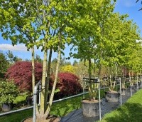 Tilia x europaea 'Pallida' - Koningslinde - meerstammig april 2024