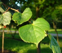 Blad Tilia cordata 