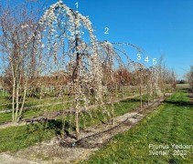 Prunus Yedoensis 'Ivensii'