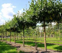 Tilia 'Euchlora' 