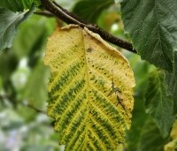 Ostrya carpinifolia - Hopbeuk - 1