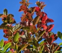 Amelanchier canandensis 'October Flame' - Zuilvormige krentenboompje met rood herfstblad - 6