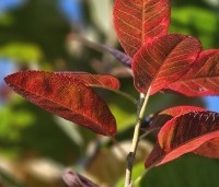 Amelanchier canandensis 'October Flame' - Zuilvormige krentenboompje met rood herfstblad - 7