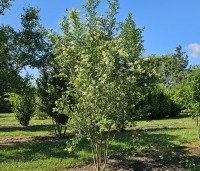 Ligustrum ovalifolium - Haagliguster - 4