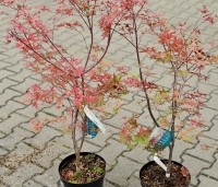 Acer palmatum 'Deshojo' - Japanse Esdoorn 'Deshojo' - 50-60 cm C4