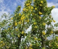 Laburnum anag. 'Yellow Rocket' - Laburnum anag. 'Yellow Rocket' - 1