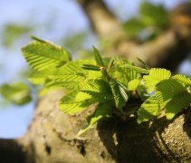 Haagbeuk klimboom met vers groen blad