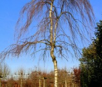 Prieelberk, treurboom in volle glorie