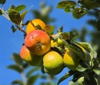 Malus dom. 'Jacques lebel' - Malus dom. 'Jacques lebel' - 2