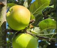 Malus dom. 'Jacques lebel' - Malus dom. 'Jacques lebel' - 1