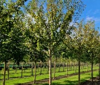 Prunus dom. 'Opal' - Prunus dom. 'Opal' - 3