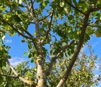 Prunus dom. 'Opal' - Prunus dom. 'Opal' - 4