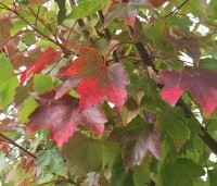 Acer rubrum 'Summer Red'  - Amerikaanse Esdoorn - 4