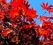 Acer palmatum 'Trompenburg'