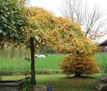Carpinus betulus 'Pendula'  parasolvorm