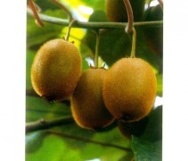 Vrouwelijke plant Kiwi 'Hayward'