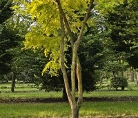 Robinia pseudoacacia 'Frisia'  - Gele acacia - 2